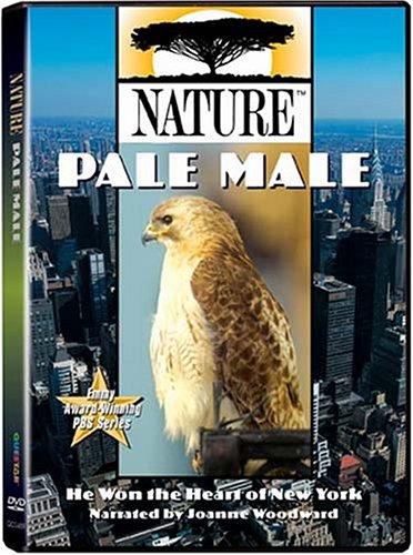 Pale Male
