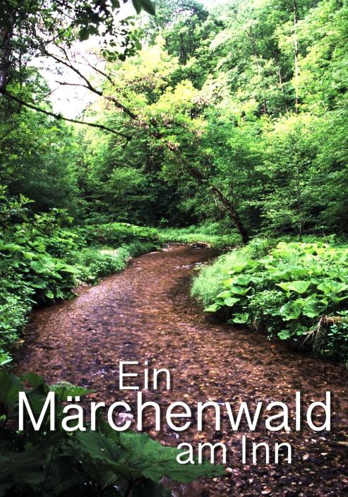 Ein Märchenwald am Inn