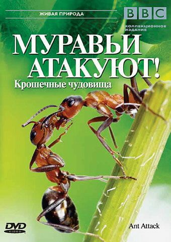 Ant Attack