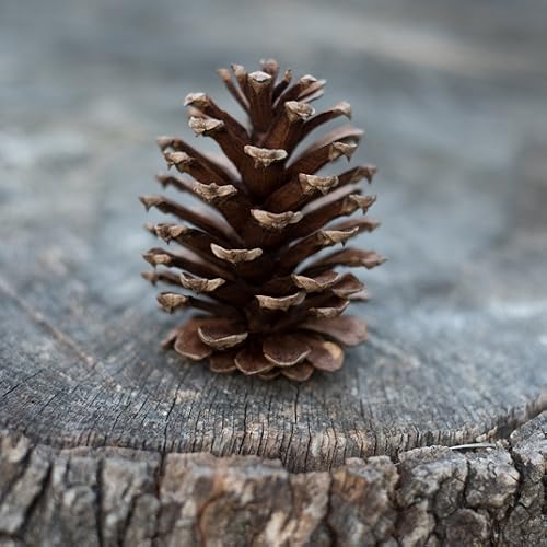 Pine Cone