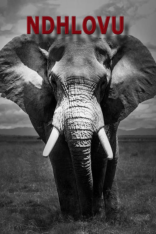 Ndhluvo the So-Called Endangered Elephants of South Africa