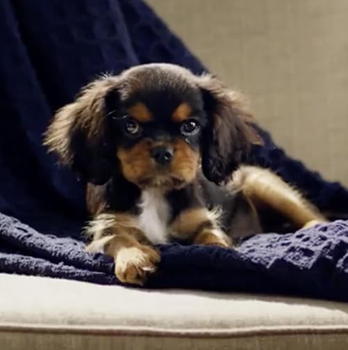 Puppyhood: We Met A Girl