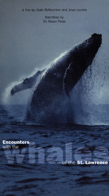 Rencontres avec les baleines du Saint-Laurent