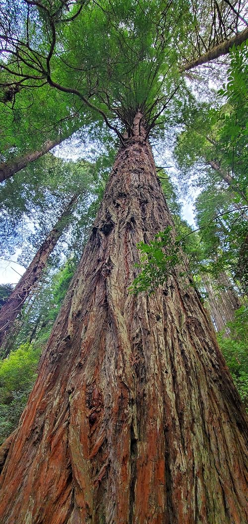 Trees of Mystery