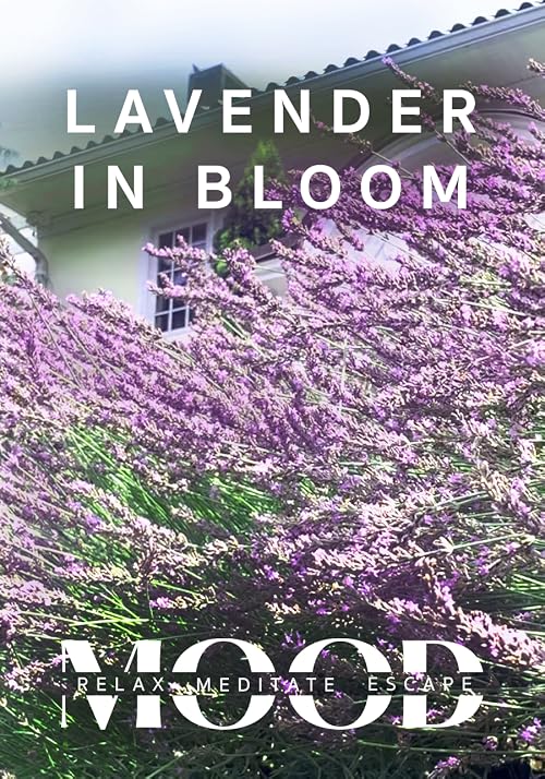 Lavender in Bloom: Mood - Relax, Meditate, Escape