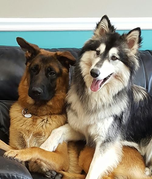 Who's Your Doggie?