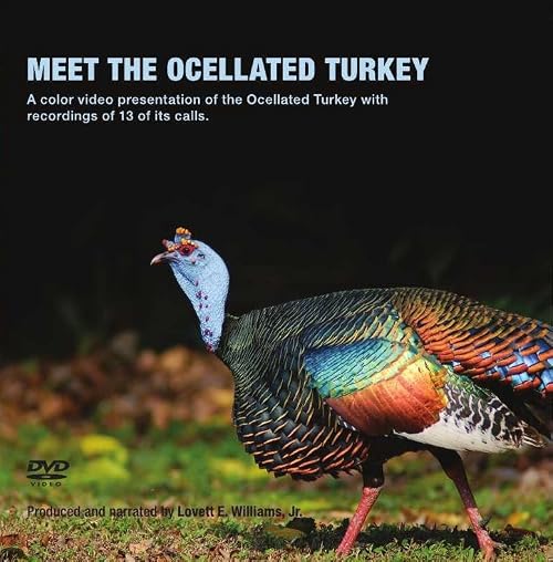 Meet the Occellated Turkey