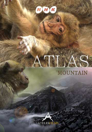 The Paternal Bond: Barbary Macaques