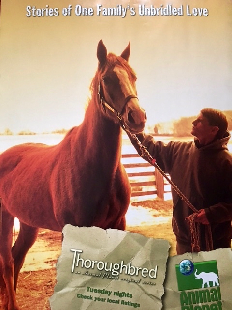 Thoroughbred