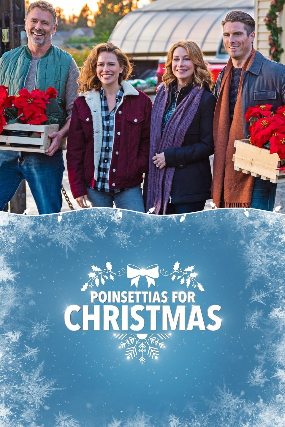 Poinsettias for Christmas