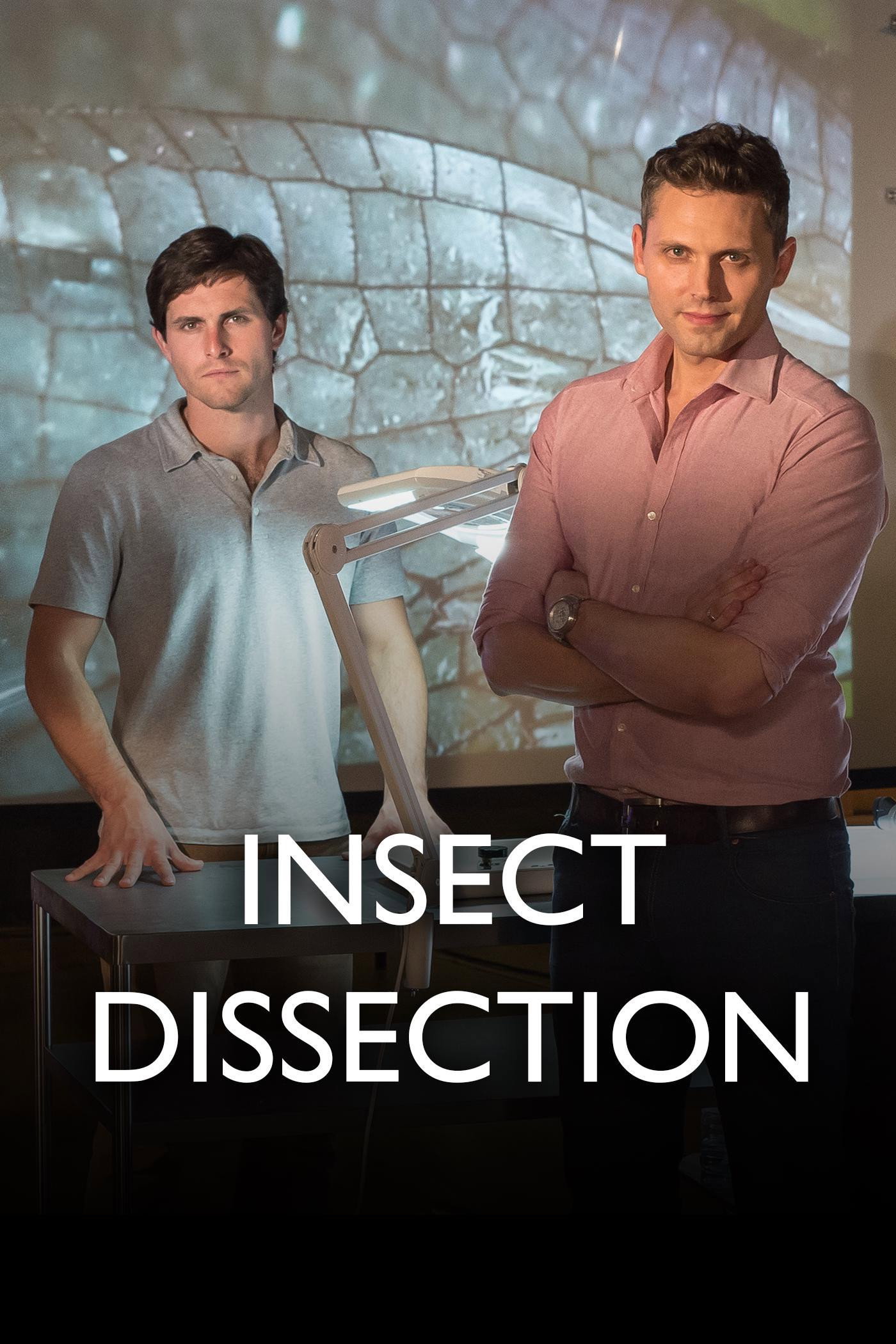 Insect Dissection: How Insects Work