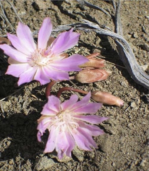 Bitterroot