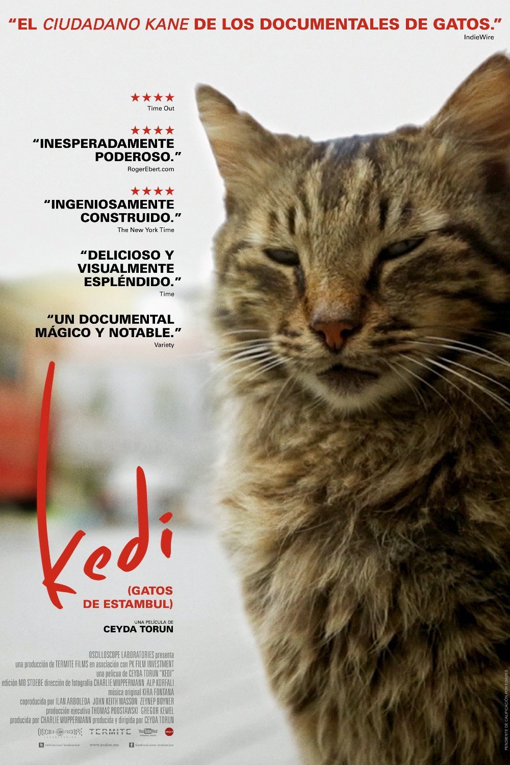 Kedi - Von Katzen und Menschen
