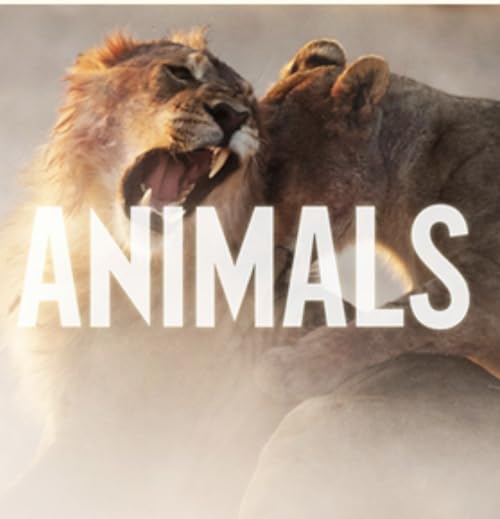 Animals(Maroon5)