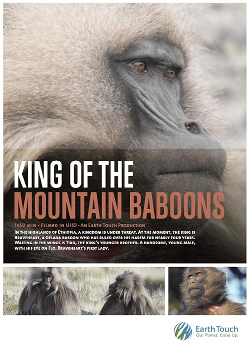 King of the Mountain Baboons