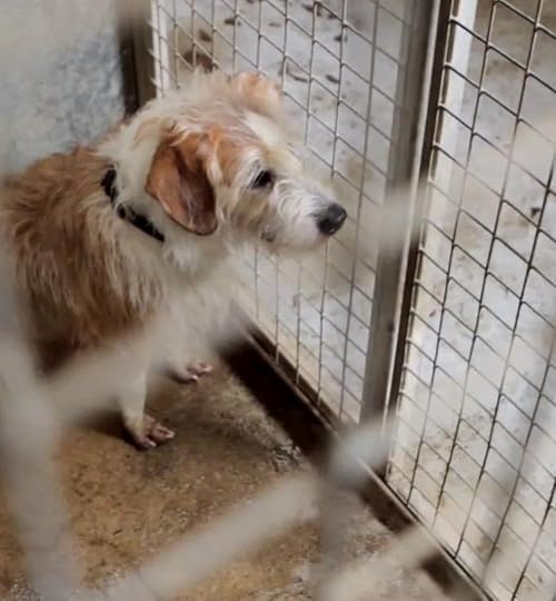 Charlie's Story