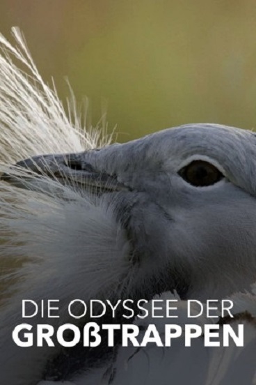 Die Odyssee der Großtrappen: Das Comeback der Riesenvögel