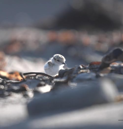 The Western Snowy Plover: Natural History and Recovery