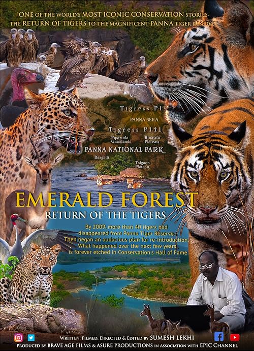 Emerald Forest Return of the Tigers