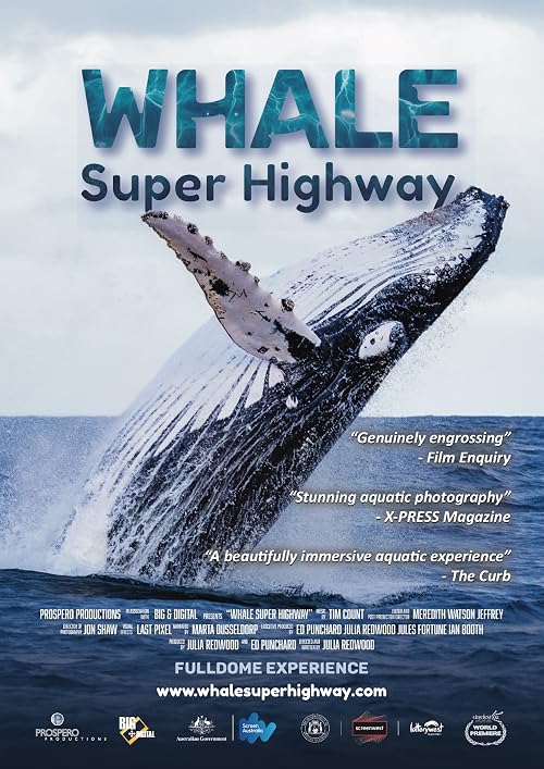Whale Super Highway