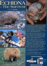 Echidna: The Survivor