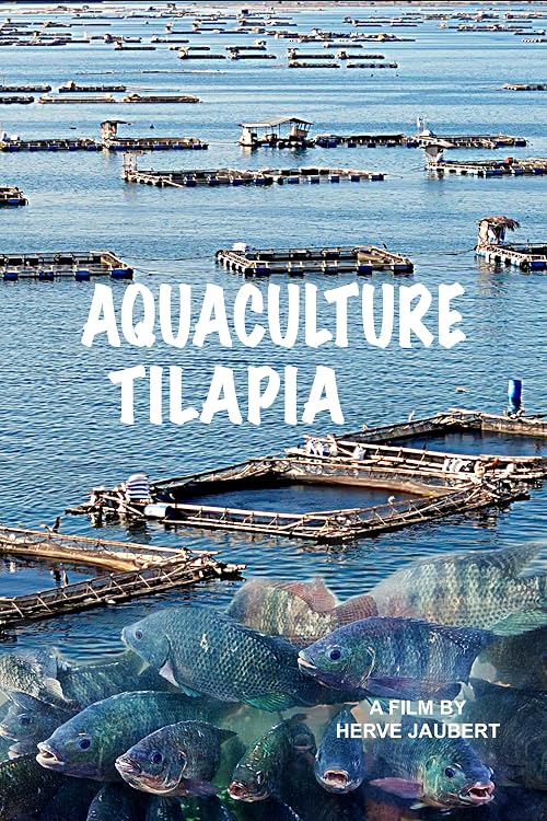Aquaculture Tilapia