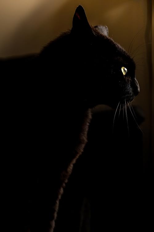 The Cat