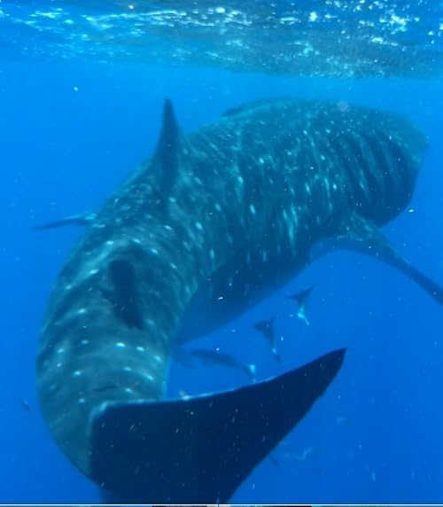 Saving Blue