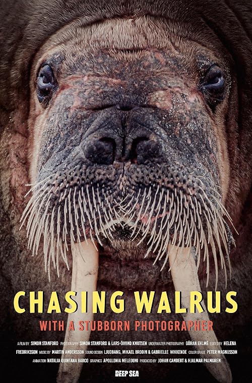 Chasing Walrus