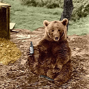 Soldier Bear