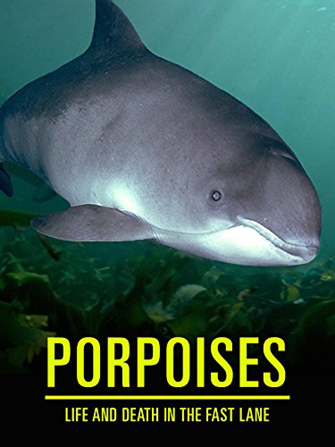 Porpoises: Life and Death in the Fast Lane