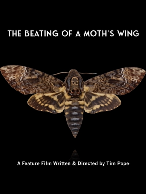 The Beating of a Moth's Wing