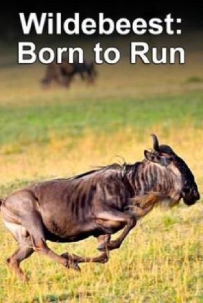 Born to Run