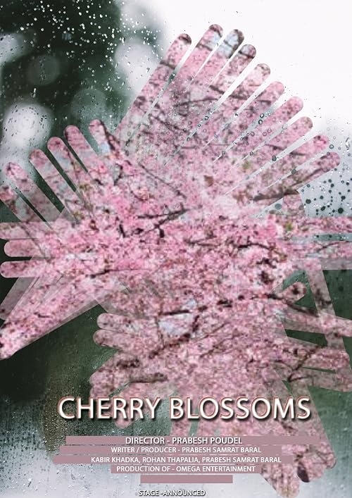 Cherry Blossoms