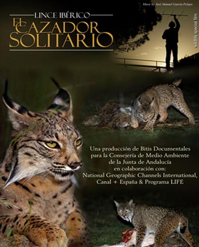 Lince ibérico. El cazador solitario