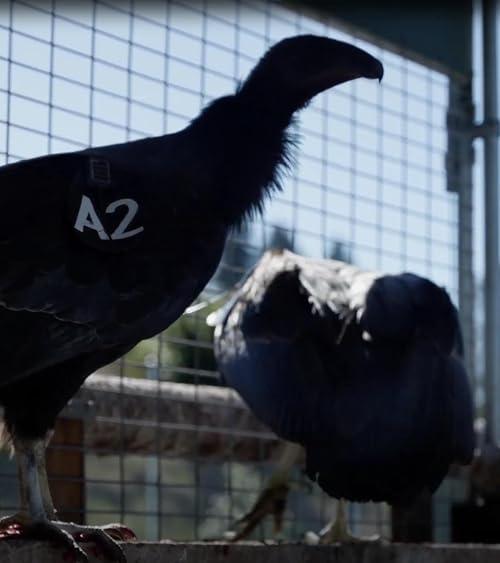 Yurok Tribe Reintroduces California Condors After 100 Year Absence
