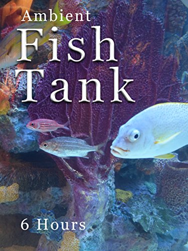 Ambient Fish Tank