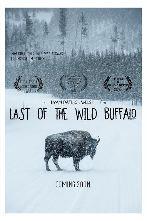 Last of the Wild Buffalo