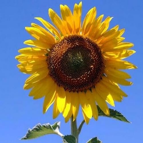 The Sunflower Channel
