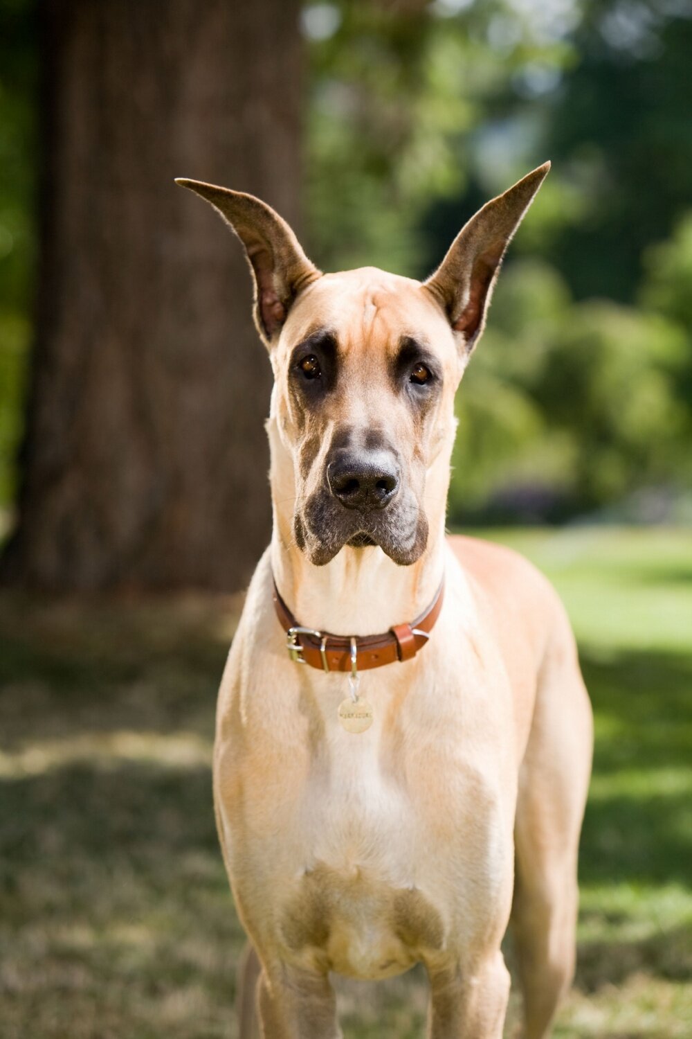 Мармадюк — кадр 4