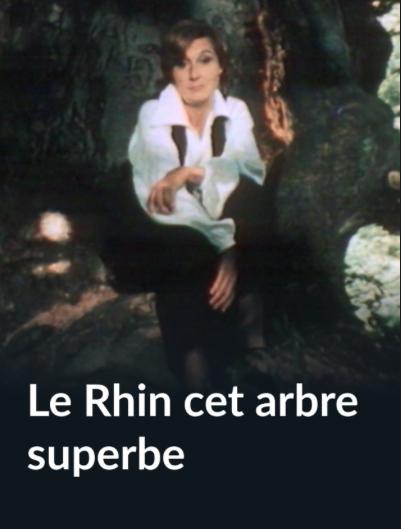 Le Rhin, cet arbre superbe