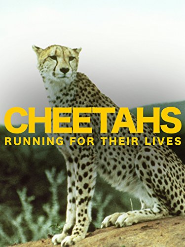 Cheetahs: Running for Their Lives