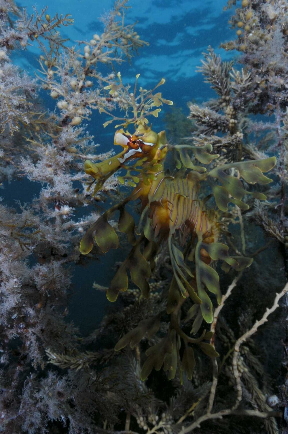 На глубине морской 3D — кадр 3