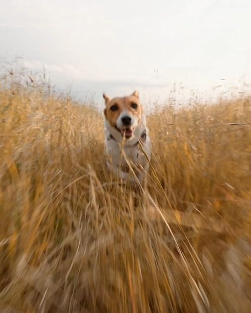 Harvest Hound: Outside Haven