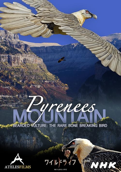 Pyrenees Mountain: Bearded Vulture - The Rare Bone Breaking Bird