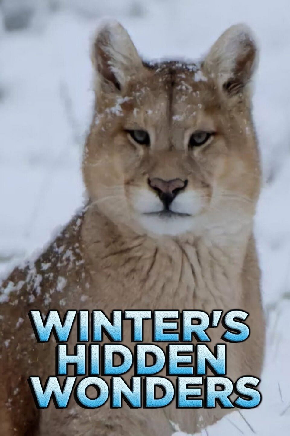 Die wilde Welt des Winters