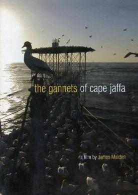 The Gannets of Cape Jaffa