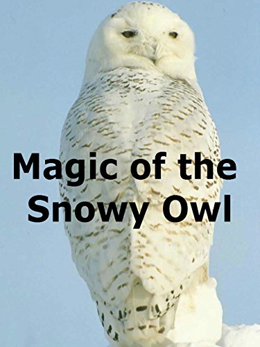 The realm of the little owl