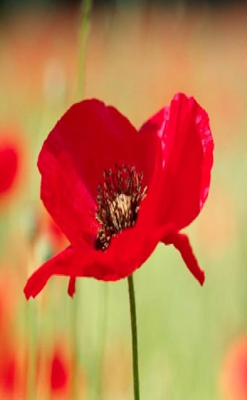 Remembrance Day Reading