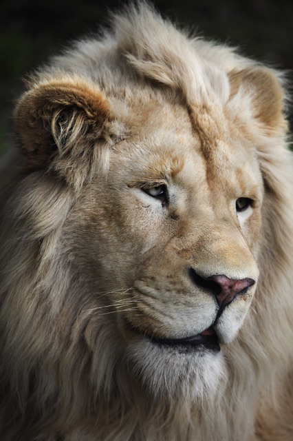 Zuri's Pride